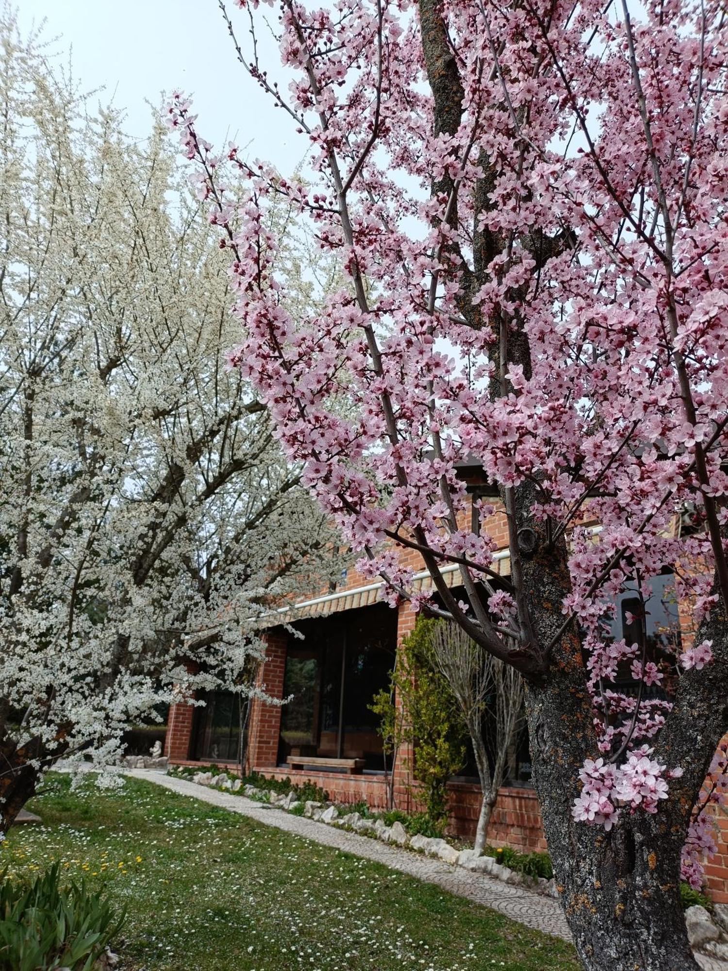 Finca Paraiso Rural El Burgo De Osma Kamer foto